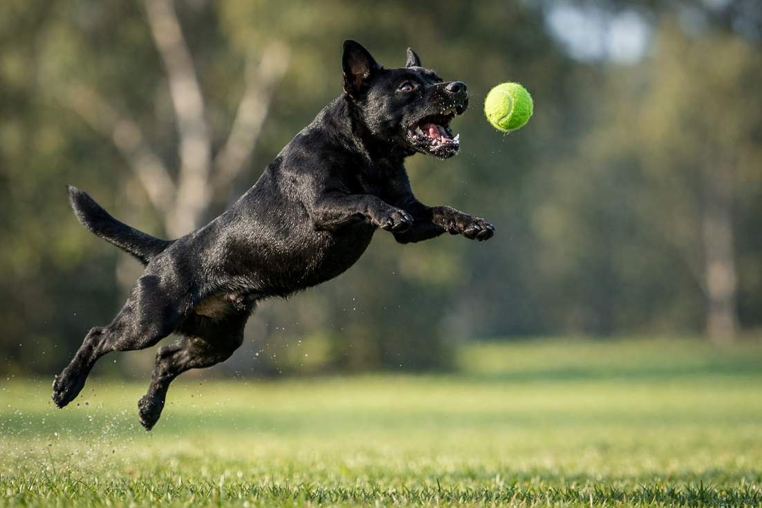 Patterdale Terrier Leaping For Ball Showing High Energy Exercise Needs