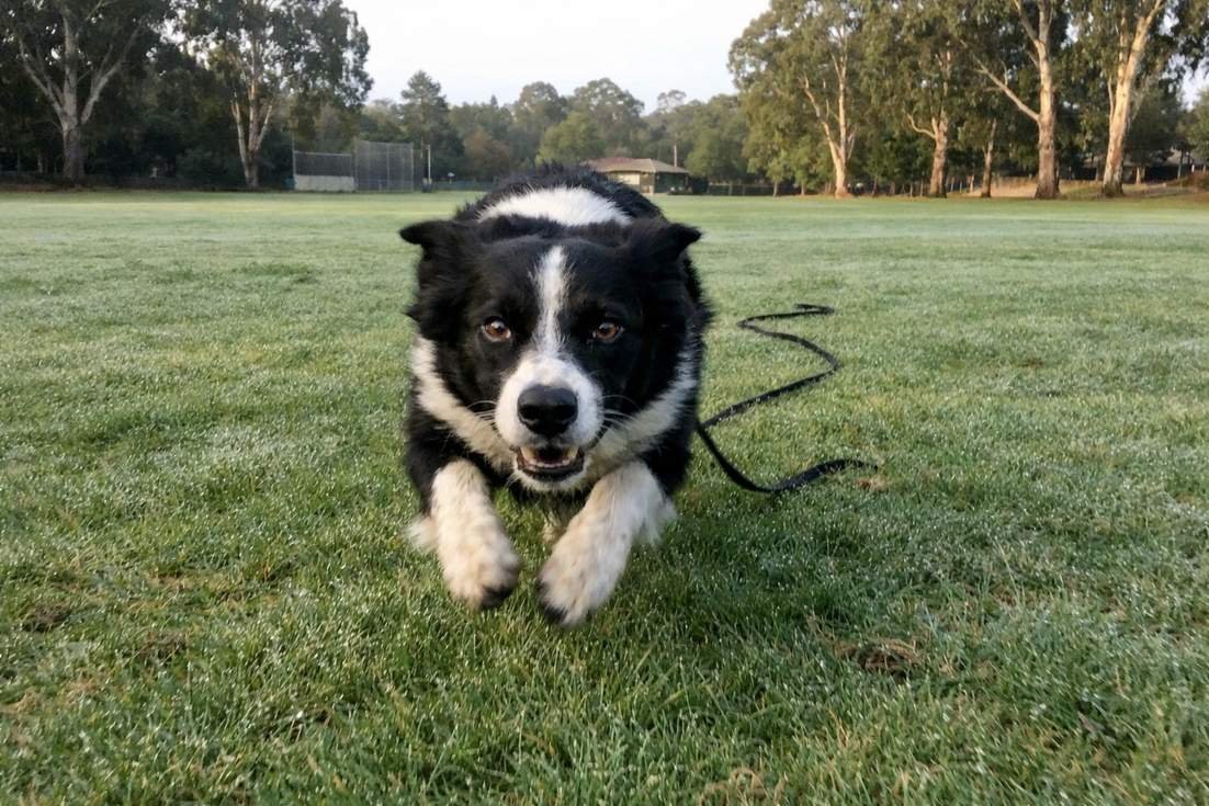 A Border Collie Running At Full Speed During Recall Training
