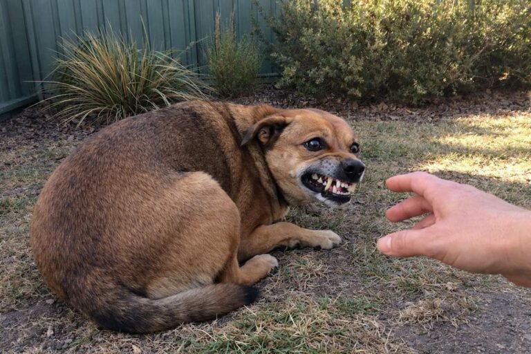 A Fearful Brown Dog Cowering And Showing Teeth Defensively At Backyard