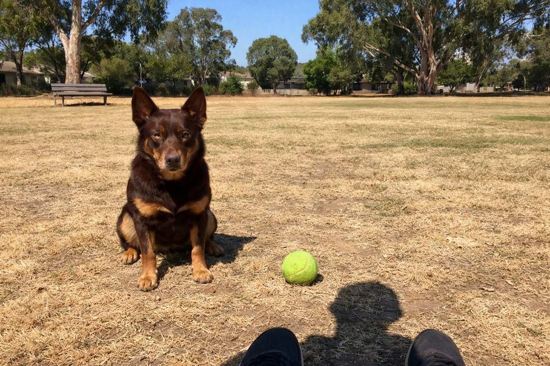 A Kelpie In A Focused Sit Stay In Park