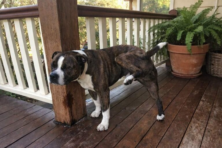 A Staffy Lifting His Leg To Mark A Verandah Post