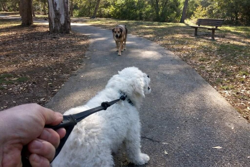 A White Dog On Lead Barking At A Passing Dog On A Path In A Park