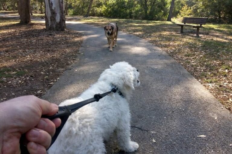 A White Dog On Lead Barking At A Passing Dog On A Path In A Park