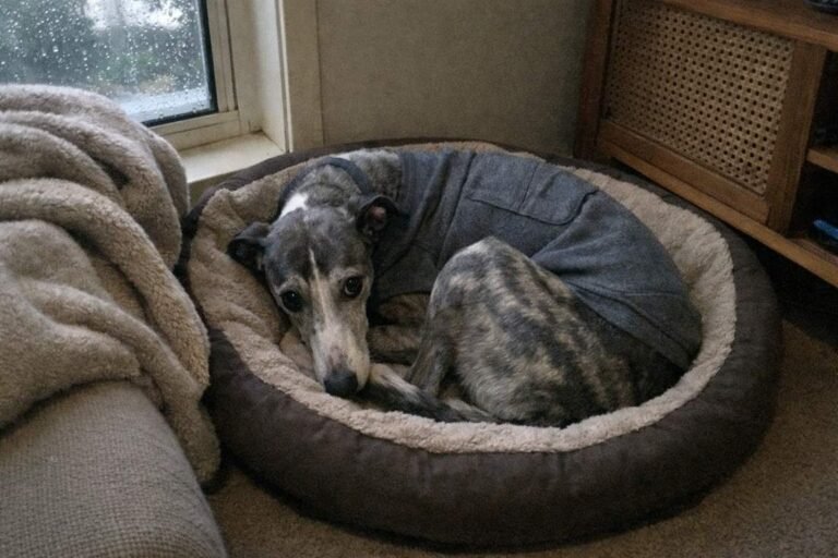 An Anxious Greyhound Wearing A Thunder Shirt Curled Up In A Dog Bed