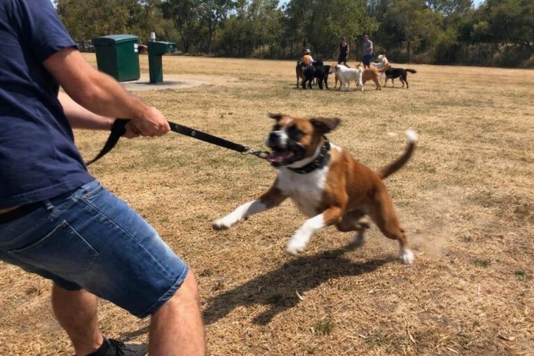 An Excited Boxer Mix Pulling Hard Towards Other Dogs At Park While The Owner Holds The Lead