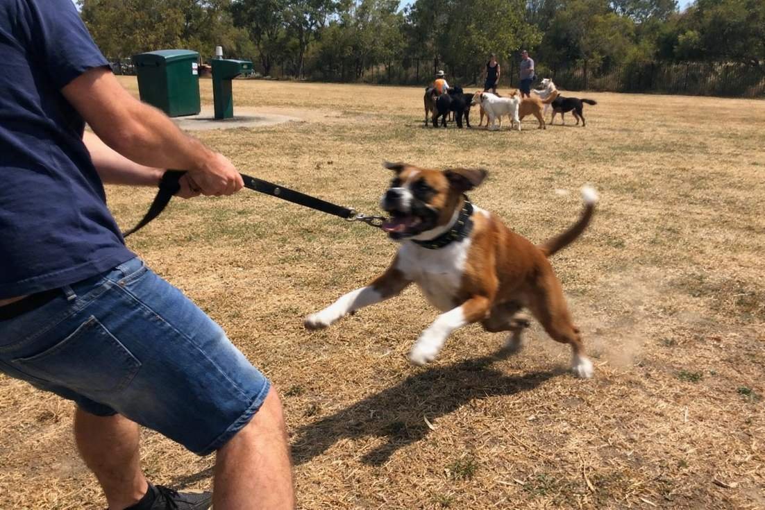 An Excited Boxer Mix Pulling Hard Towards Other Dogs At Park While The Owner Holds The Lead