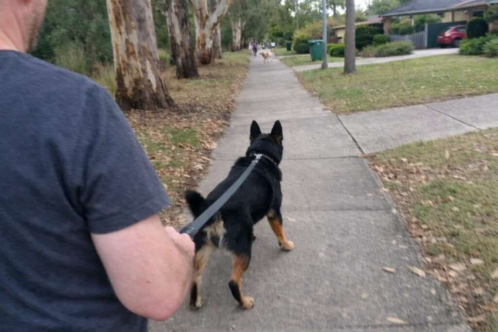 An Owner Walking A Reactive Dog On A Lead Along A Suburban Street