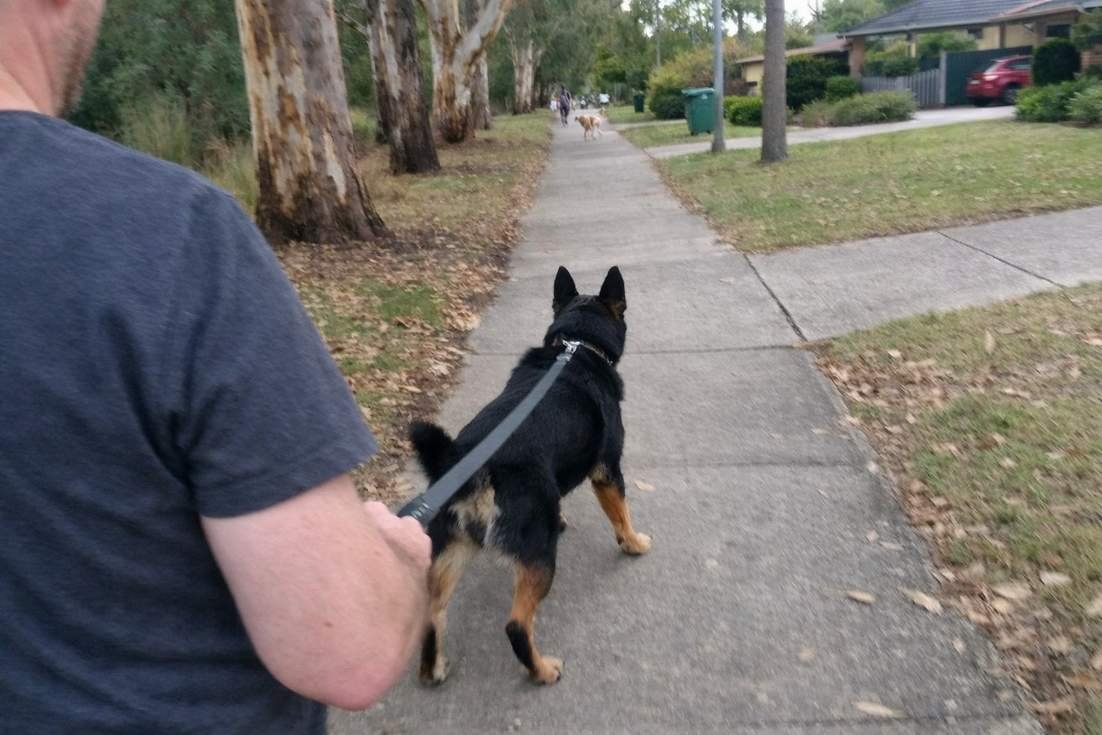 An Owner Walking A Reactive Dog On A Lead Along A Suburban Street