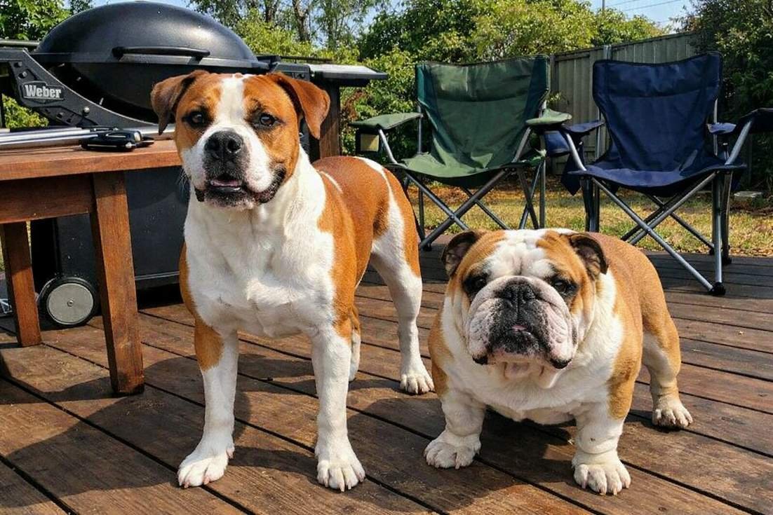Australian Bulldog And English Bulldog Standing