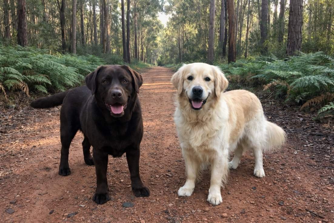 Chocolate Lab And Golden Retriever Standing