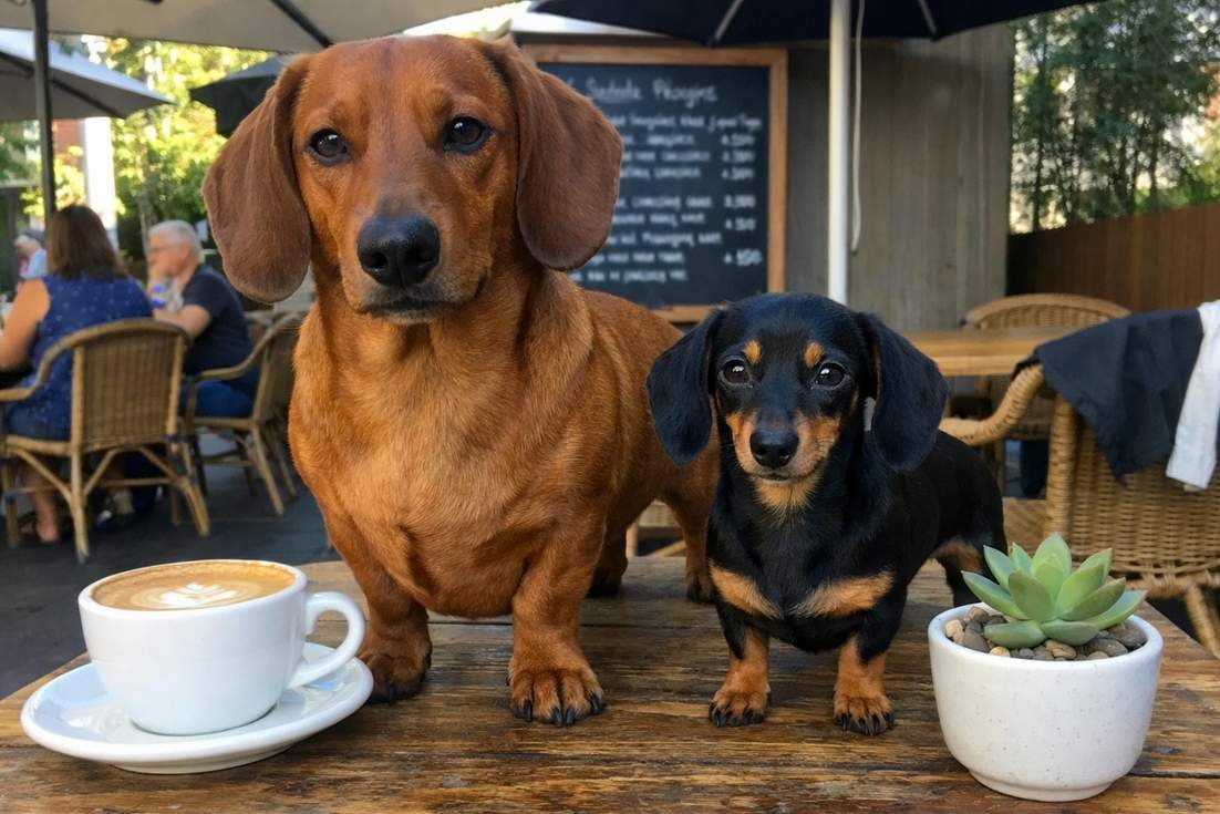 Dachshund And Miniature Dachshund On Table