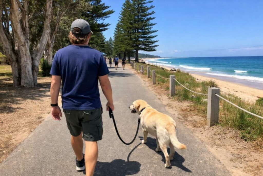 Labrador Walking On A Loose Leash Along A Coastal Path