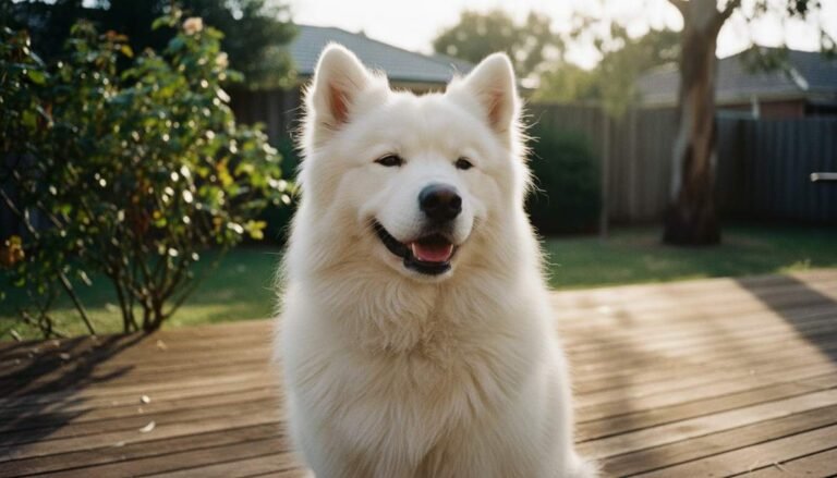 Samoyed Featured Closeup