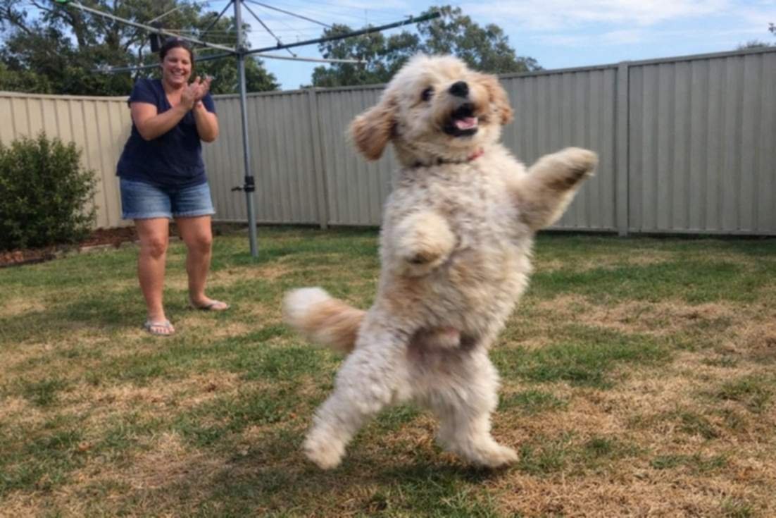Spoodle Doing A Fun Spin Trick In A Sunny Backyard