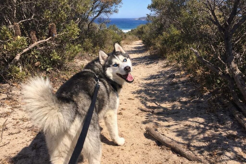 Home 1 A Blue Eyed Husky Looking Back On A Bush Trail In A Coastal National Park