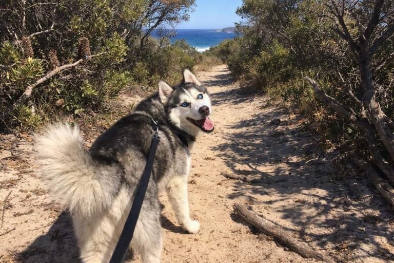 A Blue Eyed Husky Looking Back On A Bush Trail In A Coastal National Park