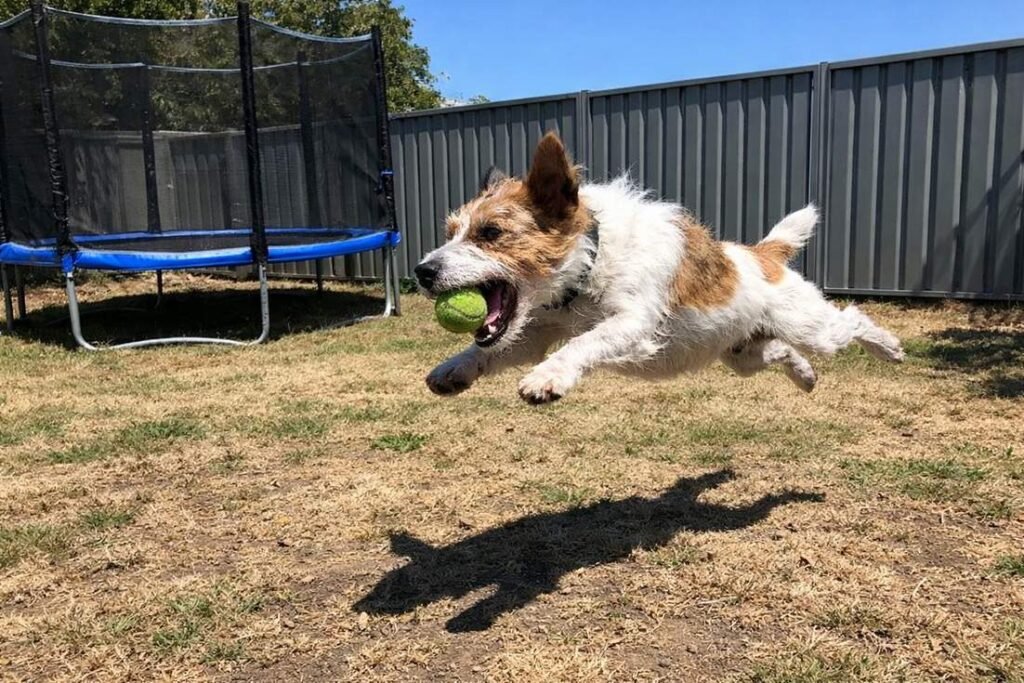 A Jack Russell Terrier Leaping To Catch A Ball In A Backyard