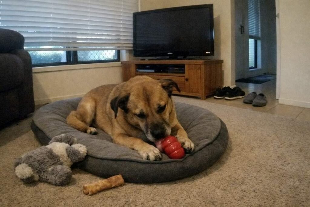 Home 1 A Tan Dog Calmly Licking A Frozen Kong On Its Bed Alone