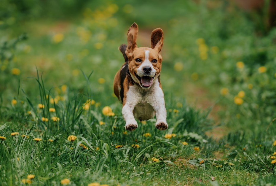 Dog Running