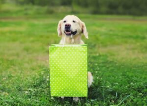 Dog with Birthday gift