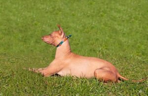 Hairless Dog