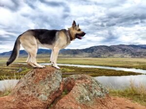 Mountain Dog Breeds