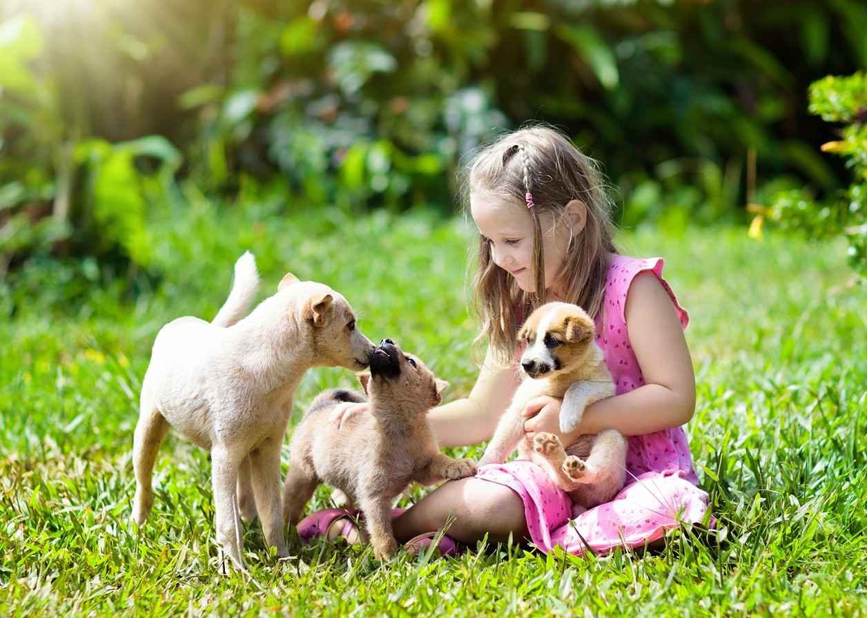 Puppies with girl