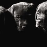 Black Dogs