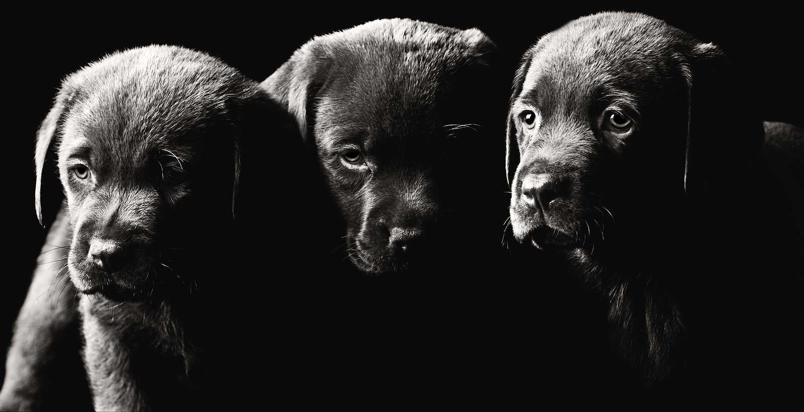 Black Dogs