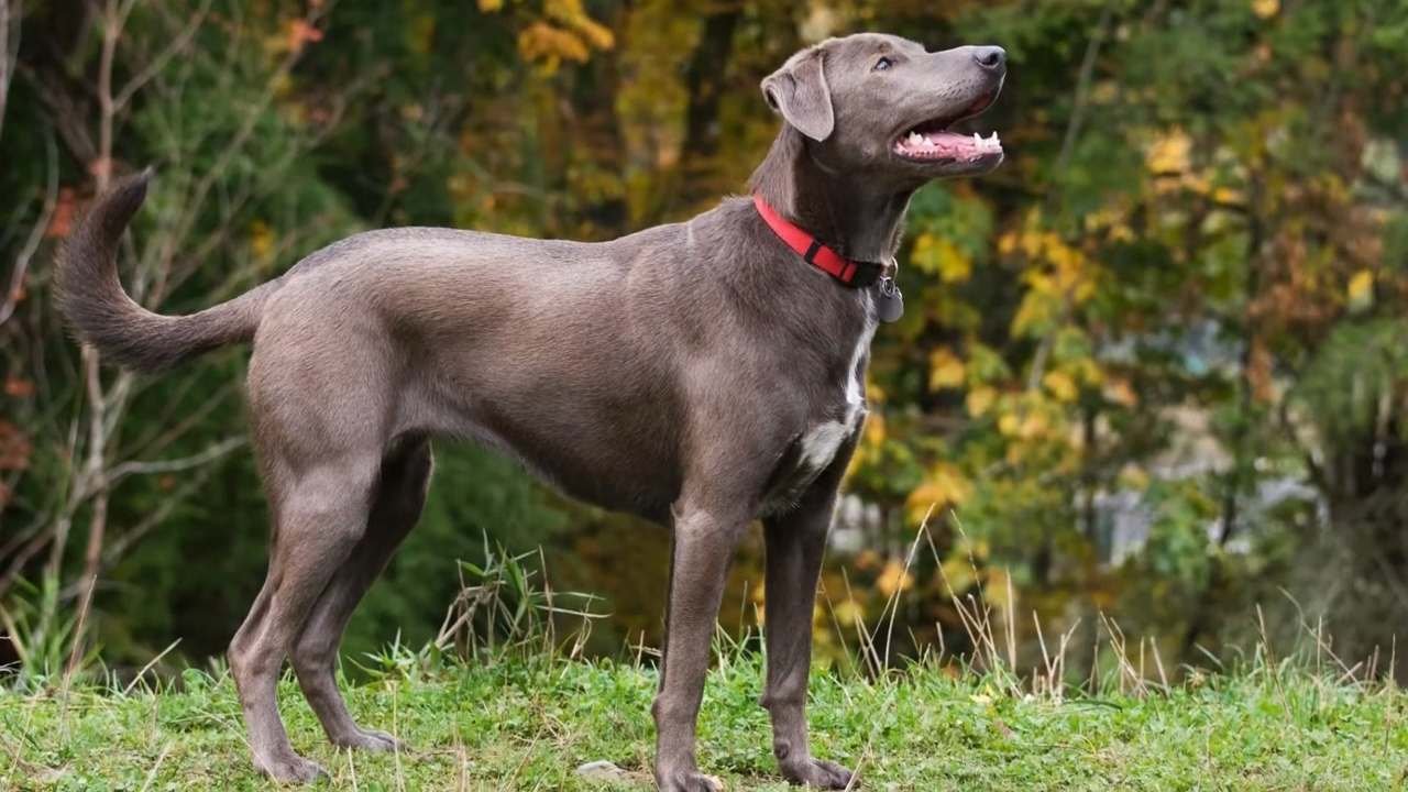 Blue Lacy Dog