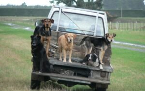 Farm Dogs