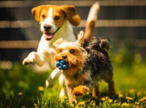 Two dogs running