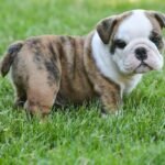 english bulldog puppy