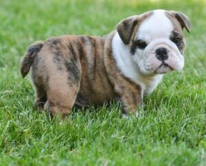 english bulldog puppy