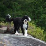 portuguese water dog