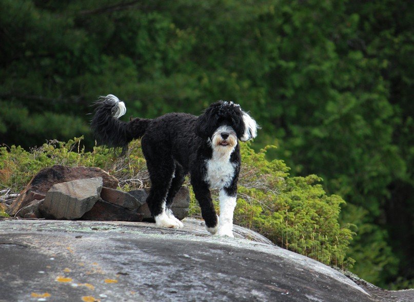 portuguese water dog