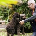 spanish water dogs