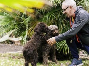 spanish water dogs